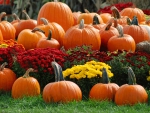 Pumpkins and Mums