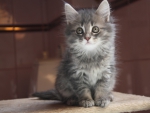 cute grey kitten