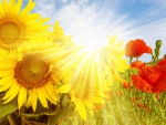 Sunflowers and Poppes