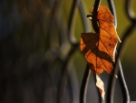 Solitary leaf