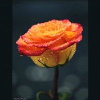 Amber dewy rose