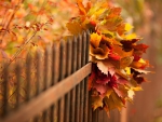 Autumn Leaves