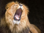 roar of a lion