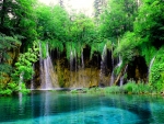Forest waterfalls