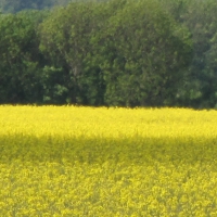 Rape Fields