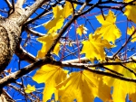 YELLOW AUTUMN