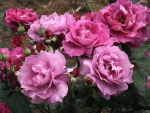 Dark Purple Shrub Roses
