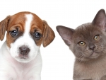 Cute Puppy and Kitten