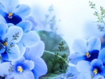 Blue Flowers