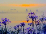Wild flowers in the morning mist