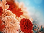 Fall Chrysanthemums