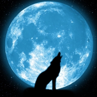 Wolf howling at the moon