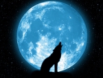 Wolf howling at the moon