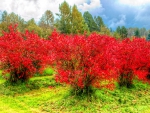RED AUTUMN on the FIELD