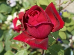 Beautiful Rose