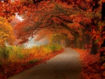 Misty Autumn
