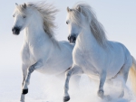 Two White Horses