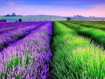 LAVENDER FIELD
