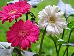 Gerberas