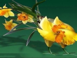 Daffodill Rooster