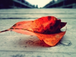 Autumn Leaf