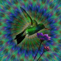 Hummingbird