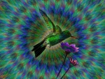 Hummingbird