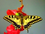 Swallowtail Butterfly on Flowers