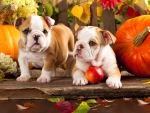 English bulldogs