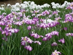 Japanese iris