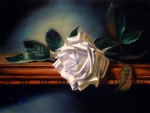 âœ¿âŠ±â€¢â•®White Roseâ•­â€¢âŠ°âœ¿