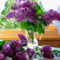 * Lilac *