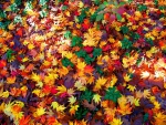 Colorful Fall Leaves