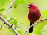Lovely Red Bird Burgundy