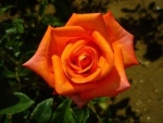Lovely Orange Rose