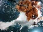 PHOTOGRAPHER TEACHES DOGS TO SWIM