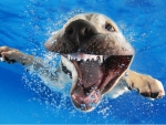 PHOTOGRAPHER TEACHES DOGS TO SWIM
