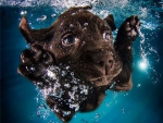 PHOTOGRAPHER TEACHES DOGS TO SWIM