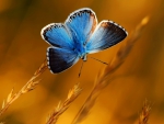 Butterfly blue