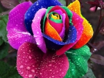 Multicolored Rose