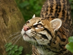 OCELOT