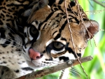 OCELOT