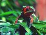 CHAMELEON
