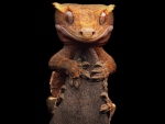 CRESTED GECKO