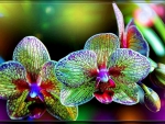 Orchids