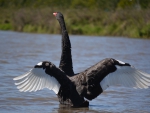 Black Swan