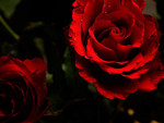 Red Roses