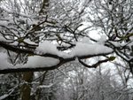 Snow on a tree branch