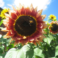 sunflower with bee
