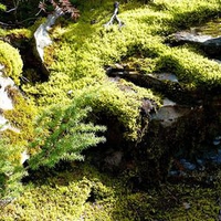 Rocks and Moss